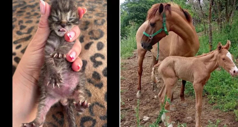 Terapia Asistida Con Animales